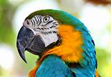 coloured Macaw parrot