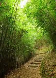 path in bamboo forest