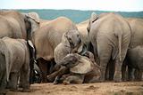 Elephants in Addo Park