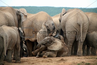 Elephants in Addo Park