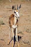 Baby Springbok