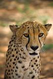 cheetah in Harnas