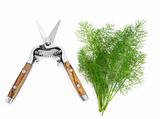 Fennel Herb and Secateurs