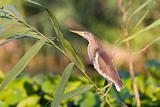 Squacco Heron (Ardeola ralloides) 