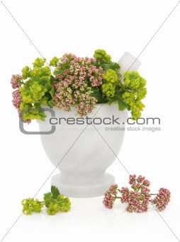 Valerian and Ladys Mantle Herbs
