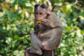 bonnet macaque monkey