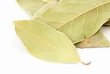 Close up of several leaves of bay leaf spice on white background