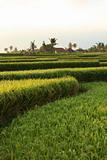 Rice terraces on Bali. Indonesia