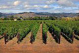 vineyard in Napa, California