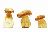  mushrooms 