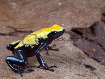 yellow and black poison dart frog