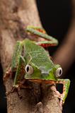 frog with big eyes
