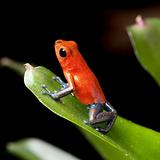 red poison dart frog