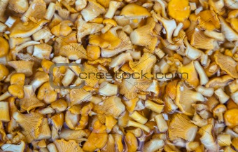 Mushrooms background