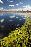wetlands billabong Australian swamp