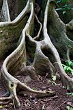 detail tree roots rain forest