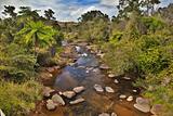 creek and fern trees in Australian rain forest