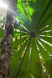 tropical pristine rain forest background