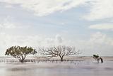 mangrove tree in blurred sea