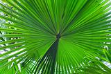 palm leaf detail 