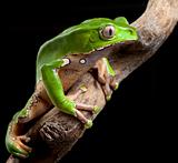 green tree frog amazon rain forest