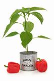Red Pepper Plant