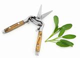 Sage Herb and Secateurs