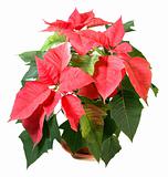Beautiful red poinsettia plant isolated on white