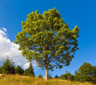 Lonely tree on summer mountain 