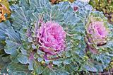pink cabbage