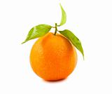 Ripe tangerine