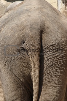 elephant backside