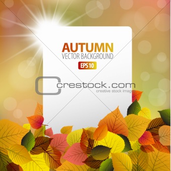 Vector autumn background with white card