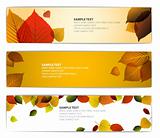 Fresh natural fall vector horizontal banners with leafs 