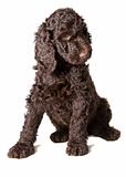 Brown Poodle Puppy