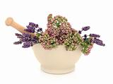 Lavender and Valerian Herb Flowers