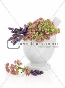 Valerian and Lavender Herb Flowers