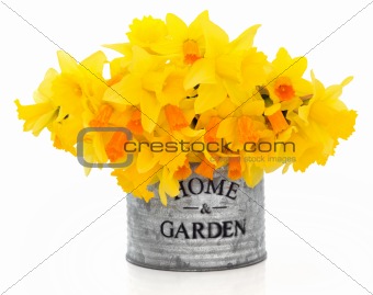 Narcissus and Daffodil Flowers