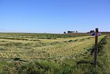 cut hay in field