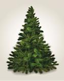 Vector Chritmas pine tree