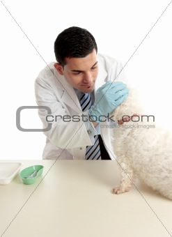 Vet inspecting dogs eyes