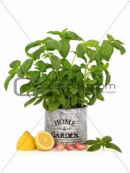 Basil Herb Garlic and Lemon