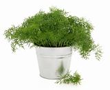 Dill Herb Plant