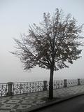 Fog tree
