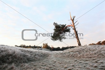 lonely tree with one branch left in andscape with rime