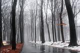 Wet bicycle track through beech forest and snow