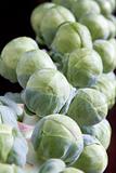Stalk of Brussels Sprouts 2