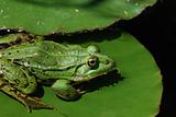 green frog on lily