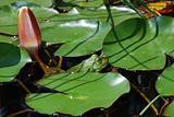 green frog in pond