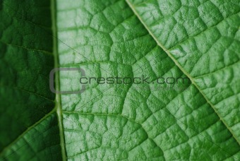 green leaf structure